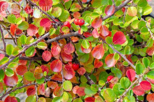 саженцы Кизильник горизонтальный