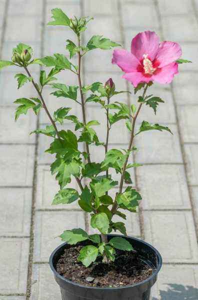 саженцы Гибискус сирийский  Pink Giant