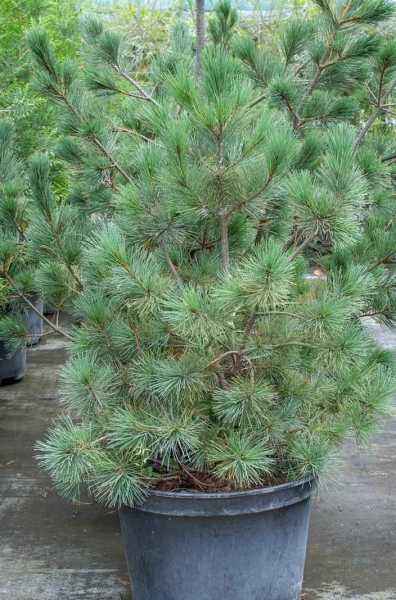 Купить сосна румелийская деревья и растения