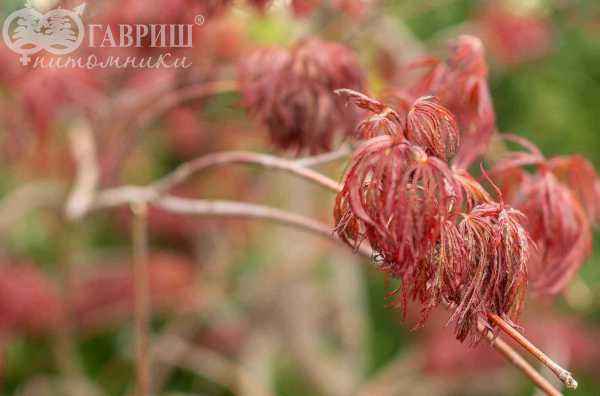 Саженцы клен пальмолистный garnet