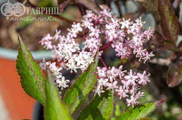 саженцы Бузина чёрная Black Beauty (Gerda)