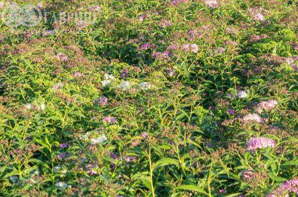 саженцы Спирея японская Genpei (Shirobana)