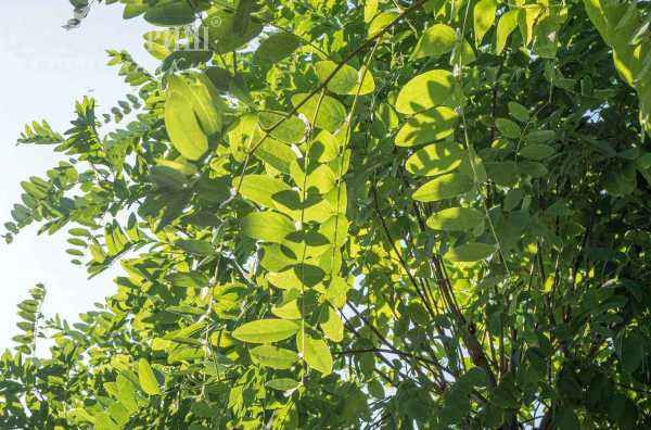 Саженцы робиния псевдоакация umbraculifera