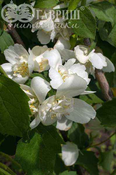 саженцы Чубушник Girandole