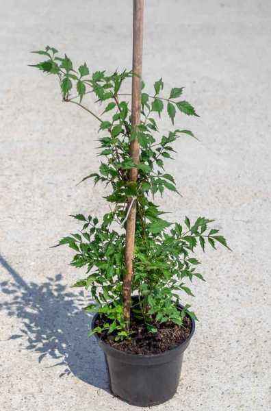 саженцы Кампсис укореняющийся Flamenco