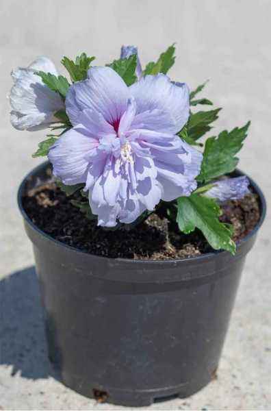 саженцы Гибискус сирийский Blue Chiffon