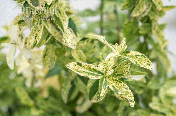 саженцы Бересклет Форчуна Golden Harlequin