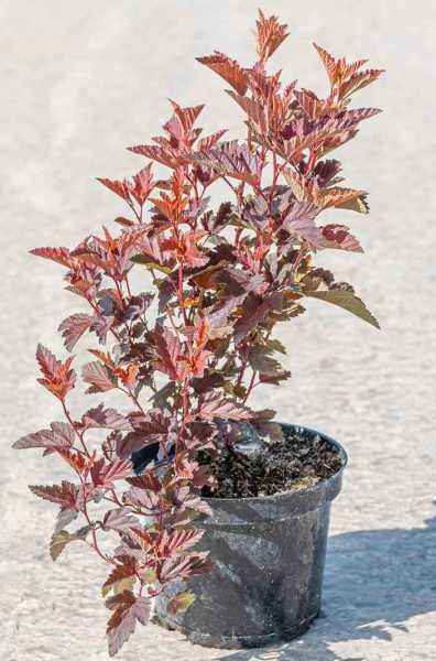 саженцы Пузыреплодник калинолистный Little Angel