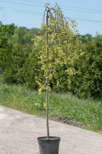 саженцы Ива цельнолистная Pendula