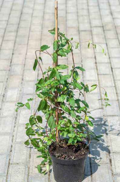 саженцы Жимолость японская American Beauty