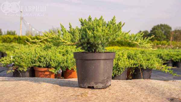 Купить можжевельник лежачий nana деревья и растения