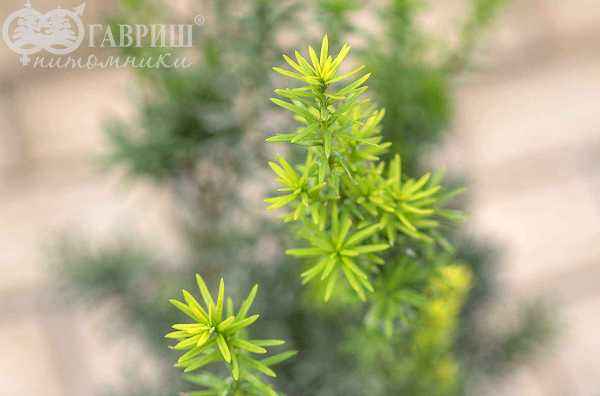 Купить тис средний hicksii деревья и растения