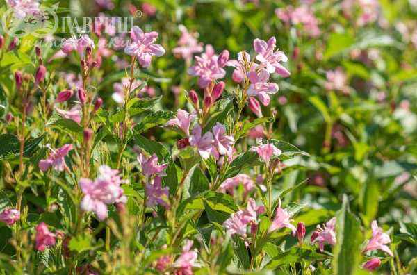 саженцы Вейгела цветущая Pink Princess