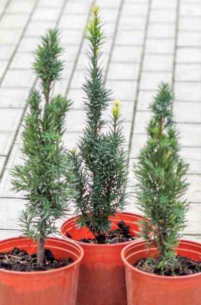 Купить тис ягодный fastigiata robusta деревья и растения