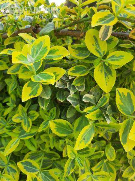 саженцы Бересклет Форчуна Emerald Gold