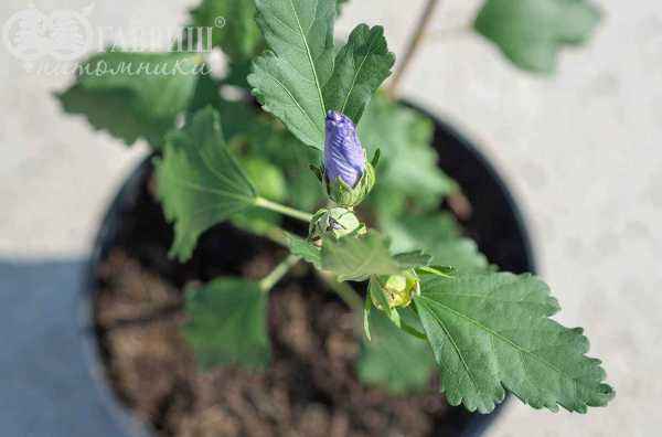 саженцы Гибискус сирийский Marina