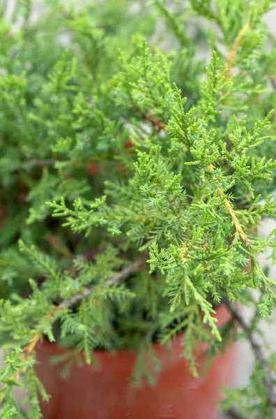 Купить можжевельник средний pfitzeriana glauca деревья и растения