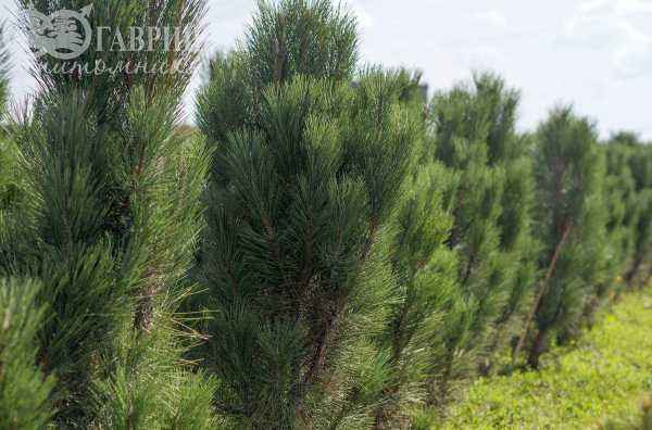 Купить сосна боснийская (гельдрейха) satellit деревья и растения