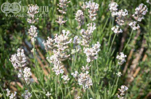 саженцы Лаванда узколистная Rosea