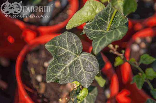 саженцы Плющ обыкновенный