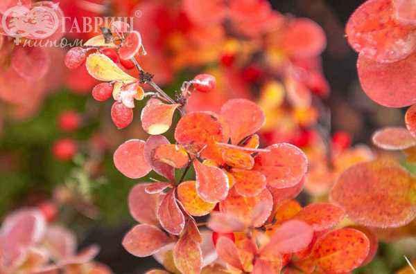саженцы Барбарис Тунберга Red Pillar