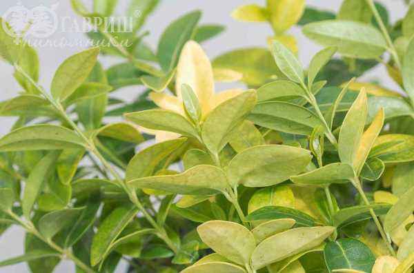 саженцы Барвинок малый Mariе