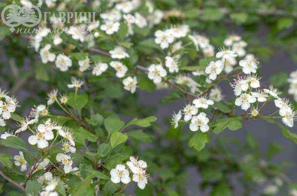 Саженцы боярышник обыкновенный (колючий)