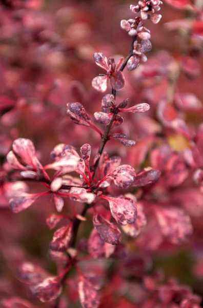 саженцы Барбарис Тунберга Harlequin