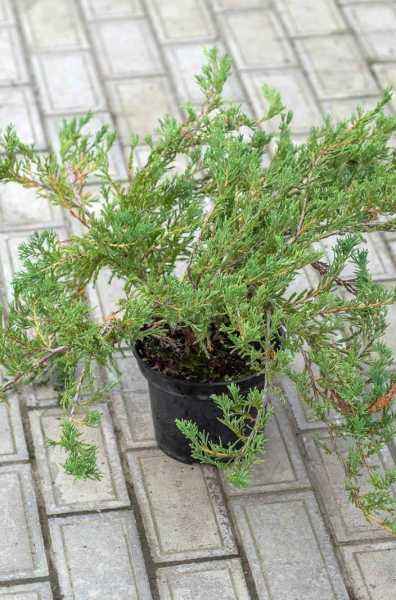 Купить можжевельник горизонтальный andorra compact деревья и растения