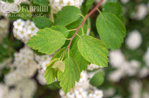 саженцы Спирея Vanhouttei