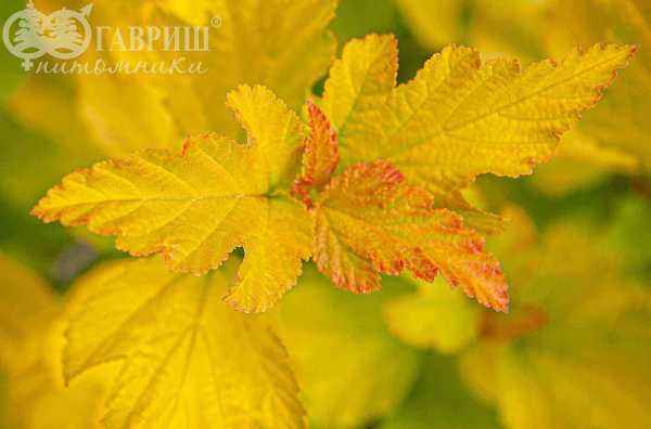 саженцы Пузыреплодник калинолистный Dart's Gold