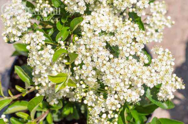 саженцы Пираканта шарлаховая Soleil d'Or