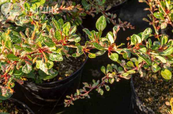 саженцы Барбарис Тунберга Natasza